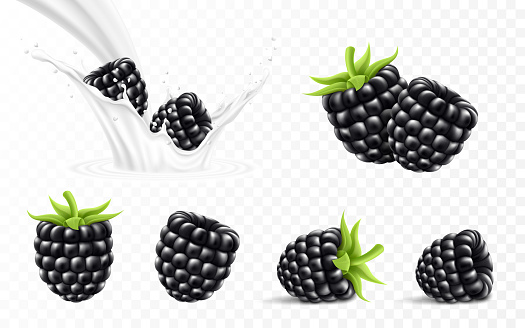 Whole and slice of blackberry. Blackberry in a splash of milk or yogurt, 3d realistic isolated vector set