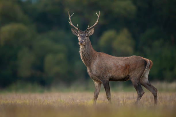 istock Young red deer standing on dry meadow in autumn nature 1416524351