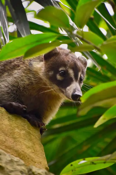 Exemplary of coati (Nasua narica) immersed in the tropic forest where he lives climbing trees.