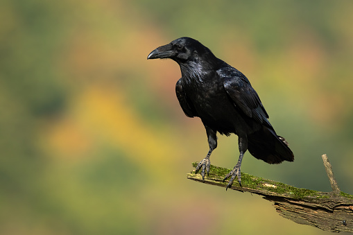Common raven, corvus corax, sitting on mossed branch in autumn nature. Black bird resting on bough with copy space. Dark feathered animal looking on wood.