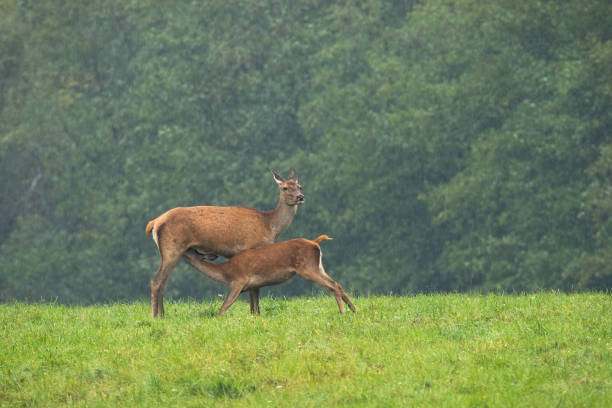 Mother red deer feeding her young with milk on a summer meadow in rain Mother red deer, cervus elaphus, feeding her young with milk on a summer meadow in rain. Hind breastfeeding fawn with copy space. Concept of animal love. mother deer nursing her fawn stock pictures, royalty-free photos & images