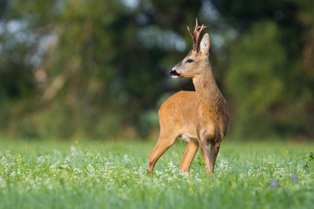istock Roe deer looking over the shoulkder on blooming meadow in summer 1416525569