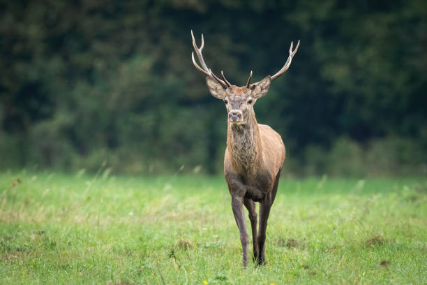 istock Red deer stag walking on a meadow with green grass in autumn from front view 1416526110
