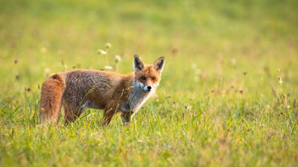 istock Furry red fox looking into the camera on meadow in autumn 1416526146