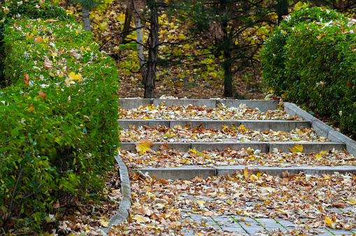 Alley with steps in the autumn park