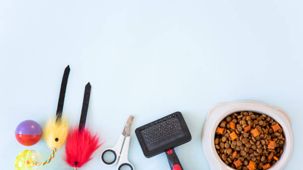 istock Pet accessories, food, toy. Top view 1416527306