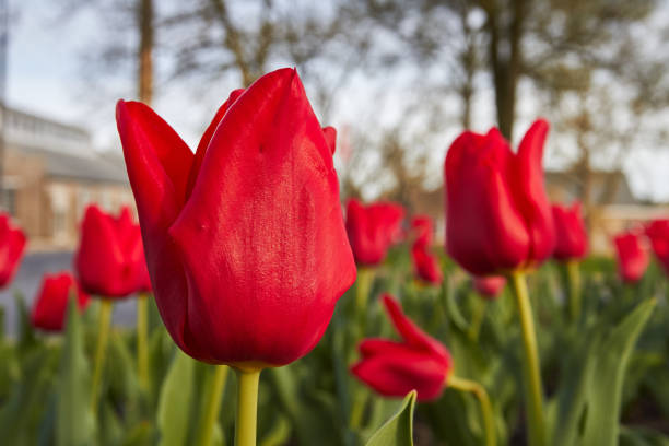 istock Tulip of Red 1416530672