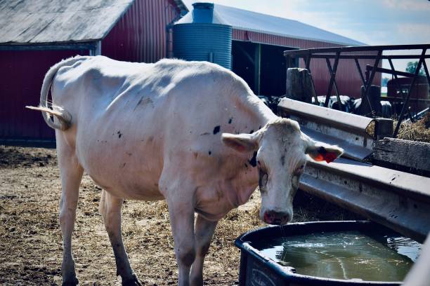 istock Rare Albino Holstein Cow 1416532377