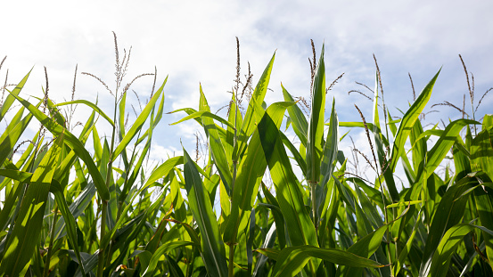 Cornfield with blue sky