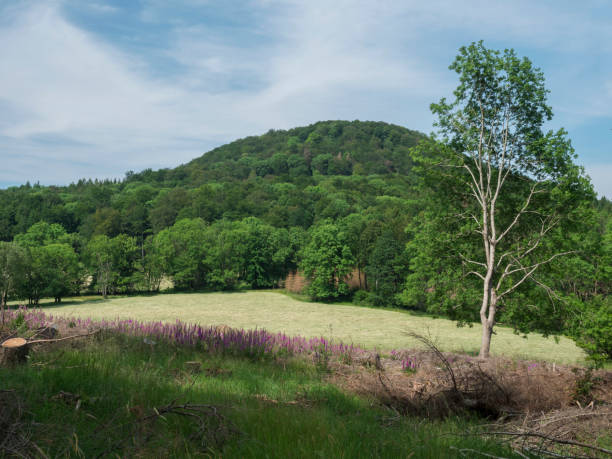 istock idyllic spring landscape lucitian mountains hills, with lush green grass meadow, fresh deciduous and spruce tree forest and blooming foxglove flowers. Blue sky white clouds background, horizontal, copy space 1416540912
