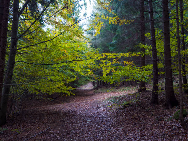 istock road in mysterious autumn deciduous beech tree forest with colorful leaves, sun rays and ground covered with fallen leaves. Seasonal nature background 1416542635