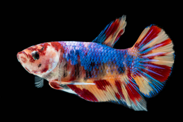 istock Beautiful Siamese fighting fish, Fancy Betta splendens nemo leopard copper  on black background 1416543731