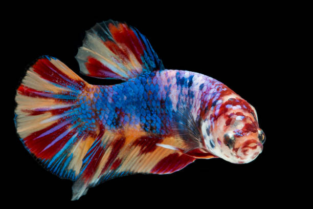 istock Beautiful Siamese fighting fish, Fancy Betta splendens nemo leopard copper  on black background 1416543732