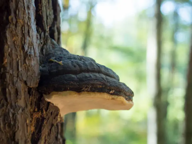 Photo of Close up Willow bracket fungus, Phellinus igniarius, also called fire sponge, is a major cause of white rot, selective focus