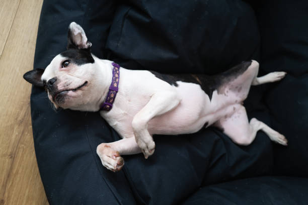 istock Female Boston Terrier lying on her back on a soft black pet bed, seen from above. 1416553804