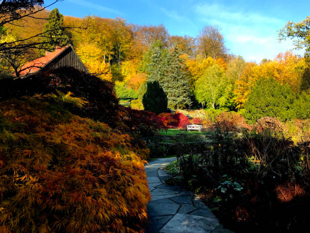 Shaded natural stone path in the botanical garden in Bielefeld on a beautiful autumn day in November. The Japanese maple on the left is golden colored.