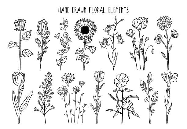 Hand drawn set of blooming flowers. Floral summer collection. Vector sketch elements isolated on white background. Decorative doodle illustration for greeting card, wedding invitation, fabric Hand drawn set of blooming flowers. Floral summer collection. Vector sketch elements isolated on white background. Decorative doodle illustration for greeting card, wedding invitation, fabric campanula stock illustrations