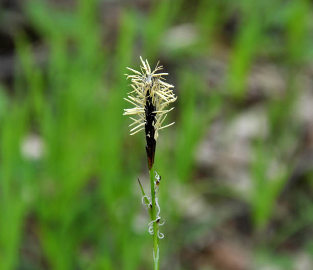Hairy sedge (Carex pilosa) grows in the forest Hairy sedge (Carex pilosa) grows in the wild in the forest carex nigra stock pictures, royalty-free photos & images