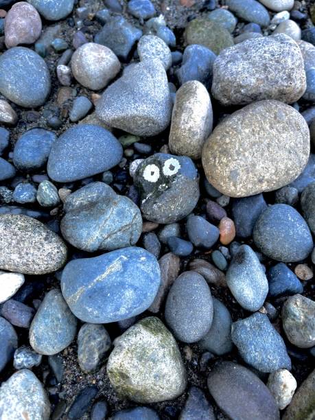 Surprised rock with barnacles at Point Defiance Puget Sound Washington State pebbles