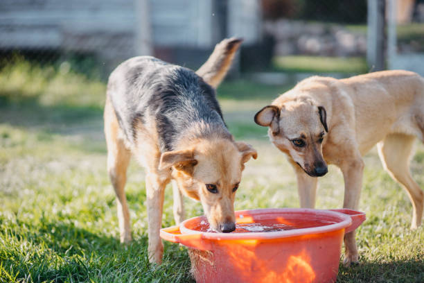 istock two dogs drink water from a bowl on a hot day 1416560087