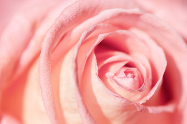 istock one pink rose  macrophoto, abstraction 1416560748