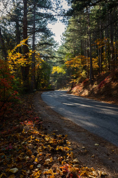istock Autumn forest road. Colorful autumn landscape. 1416562018