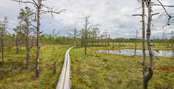 istock Wooden path through grassy pine tree woodland 1416562975
