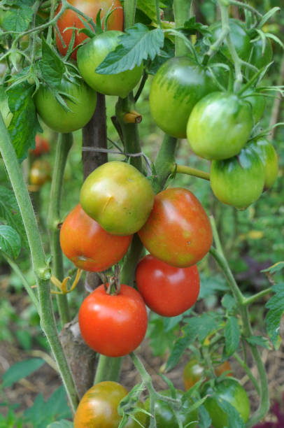 istock Tomatoes are grown in the open ground 1416565202