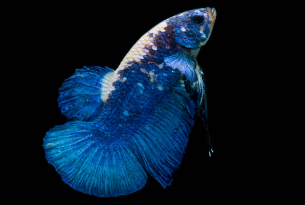 istock Beautiful Siamese fighting fish, Fancy Betta splendens blue panda on black background 1416566424