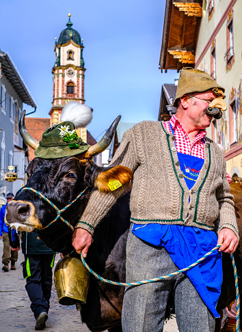 Mittenwald, Germany - February 24: participant with cow 'Resi' of a parade with traditional  historic costumes to drive out the winter called 'maschkera' in Mittenwald on February 24, 2022