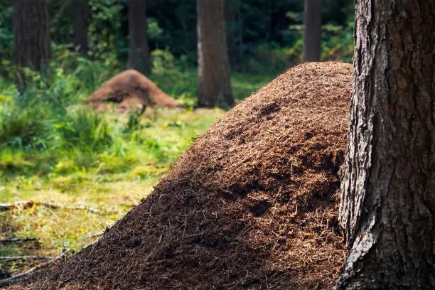 Photo of two large anthills in the forest, anthill, selective focus, Formica polyctena