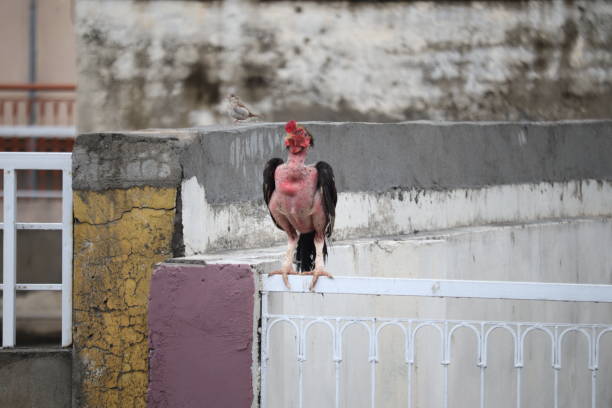 The variety of Birds