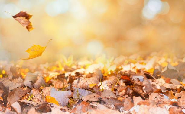 istock Autumn background with dry leaves 1416586339