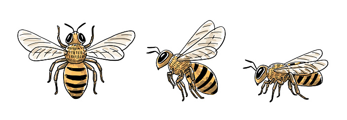 Bees Plan View Handdrawn Honey Bee Set Top View Flying Side View And Sitting Side View ...