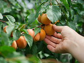 A woman picking a ripe apricot