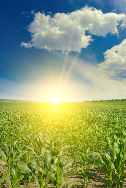 istock Sunrise against blue sky and beautiful green corn field. 1416589267