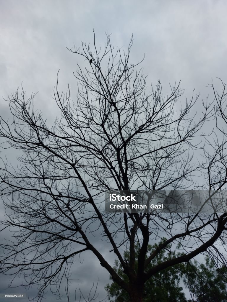 Wittered Tree A Withered Tree Stock Photo - Download Image Now - Beauty, Blue, Botany ...