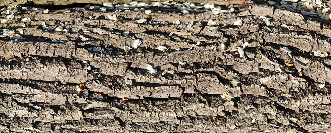 Texture of the bark of oak. Panoramic photo of the oak texture. Horizontal photo of a tree bark texture.