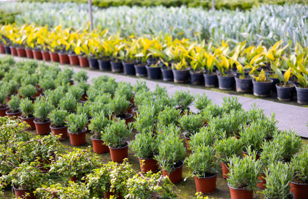 istock View of decorative juniper growing in pots 1416594424