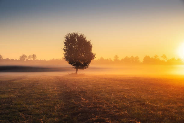 Autumn sunny sunrise. Tree in the field with golden sunlight. Scenic autumn landscape of misty sunrise in the forest.