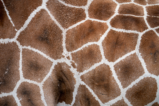 Close up head shot of endangered wild Rothchilds giraffe standing in front of out of focus acacia trees.