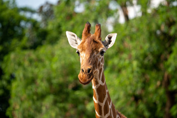 istock Giraffe in Africa 1416595471