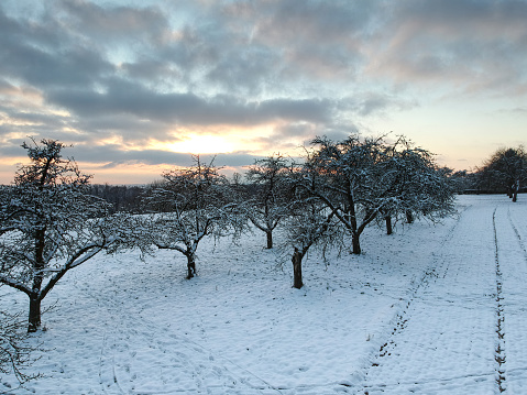 Winter landscape - frosted trees at sunset