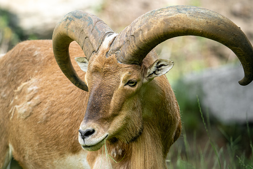 Close-up portrait of a mountain sheep. Mountain sheep in natural habitat.
