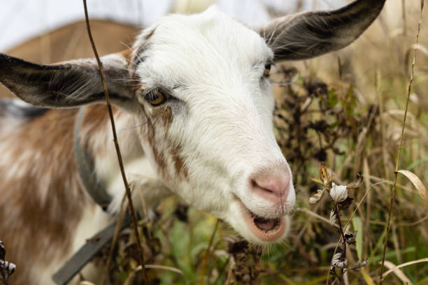 istock a goat eats grass with multicolored wool grazing on a pasture, the concept of agriculture.goat's milk 1416598729