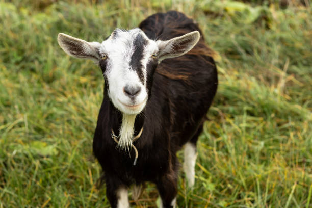 słodki koziołek izolowany na białym - kid goat goat milk young animal zdjęcia i obrazy z banku zdjęć