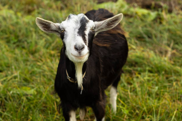 istock Cute goat kid isolated on a white 1416599913