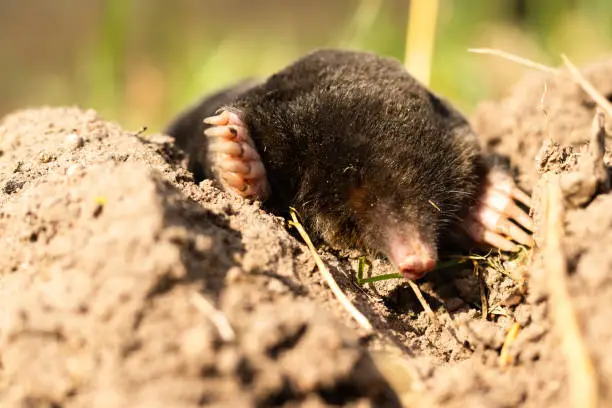 mole lies on the street, black skin, without eyes.