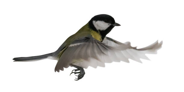 istock small yellow tit in flight isolated on white 1416600597