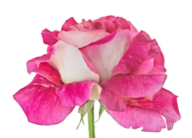 istock large fine pink rose flower bloom 1416605626